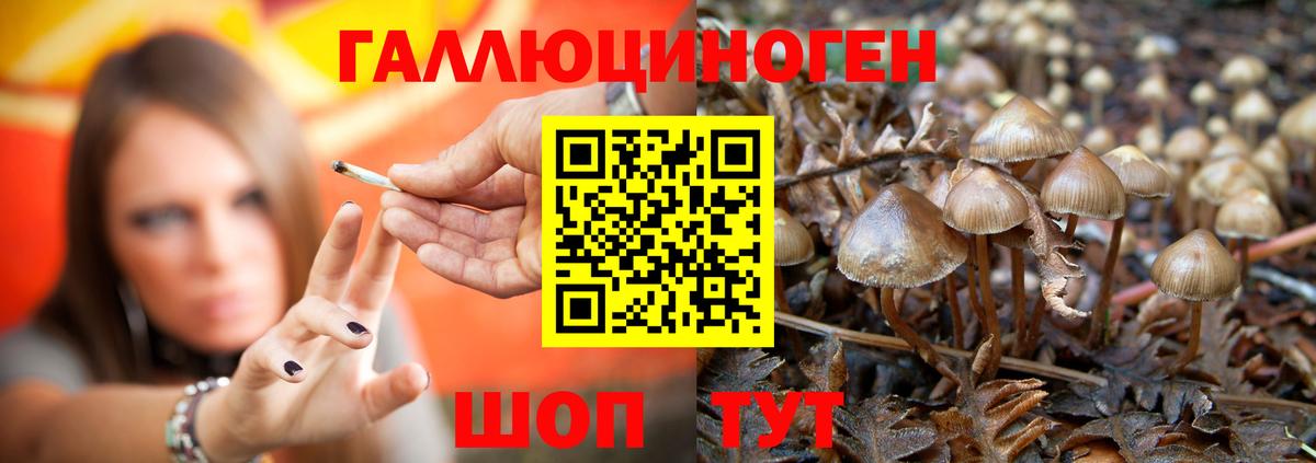 Азов  где продают   Вход с VPN  Галлюциногенные грибы Psilocybine cubensis  Псилоцибиновые грибы Psilocybine cubensis 